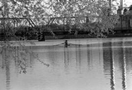 Rowing Club members row their boat on the Mississippi River, St. Cloud State University