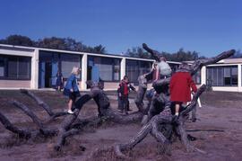 Kindergarten bur oak tree at the Gray Campus Laboratory School (1958), St. Cloud State University