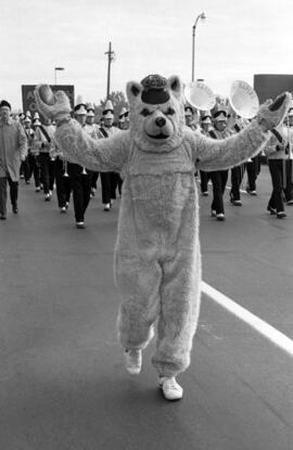 Husky mascot marches in the homecoming parade, St. Cloud State University