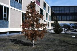 Brown Hall (1960) and skyway, St. Cloud State University