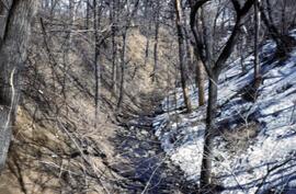 Ravine north of campus showing both slopes