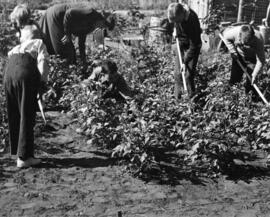 Children at Riverview (1913) work in the garden, St. Cloud State University