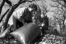 Students Lesley Hynes and Gayle Streier clean up leaves for fall, St. Cloud State University
