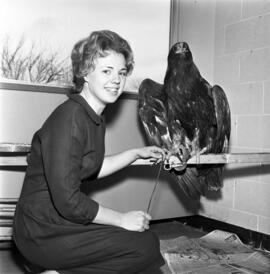 Muriel Wollack with rescued golden eagle, St. Cloud State University