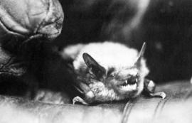 A bat found in a nearby sewer, St. Cloud State University